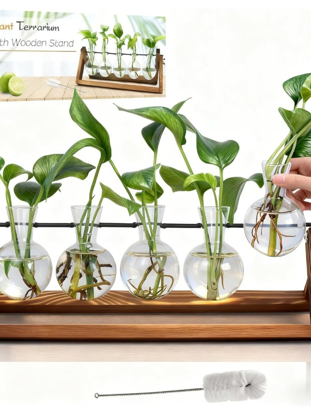 Plant Propagation Station, Propagation Vases For Plants, Unique Gardening Birthd